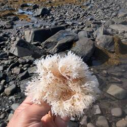 Bleached seaweed