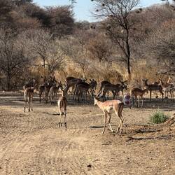 Impalas