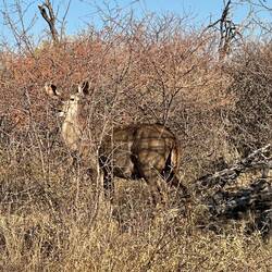 Kudu-Weibchen
