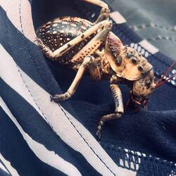 Eine Riesengrille 🐜