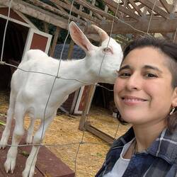 Farmstand/grocery store goats (not for sale)