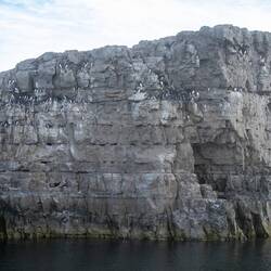 Thick-billed murres, Penguins of the North, at Cape Parry.