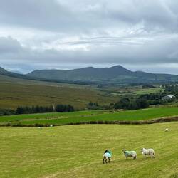 Dingle inside