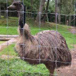 TIL that emus make very intimidating dinosaur like growls 😳 And that Andrew speaks their language