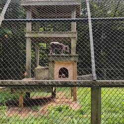 Arctic foxes. These turn white in the winter!