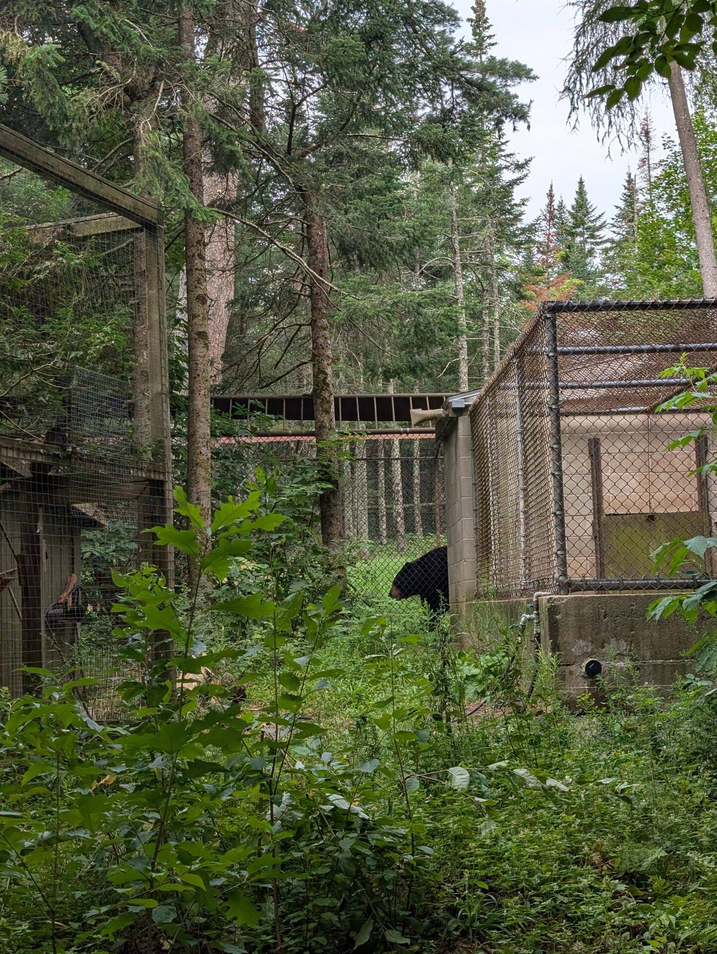 A very rotund black bear