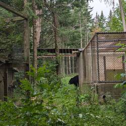 A very rotund black bear