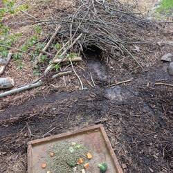 Beaver breakfast