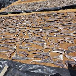 Dried White Sting Ray