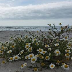Blumenpracht den ganzen Strand entlang