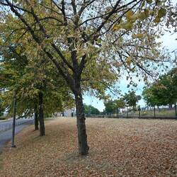 Es herbstelet