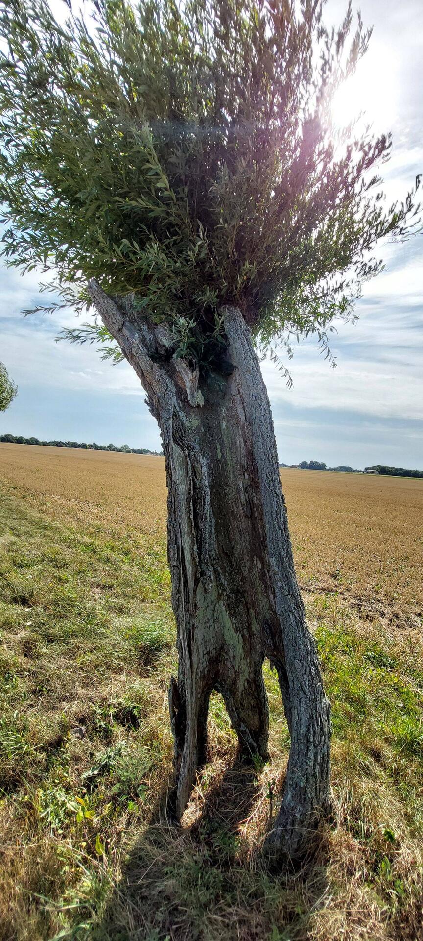 Wie kann ein Baum, der nur eine halbe Rinde hat, überleben?