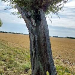 Wie kann ein Baum, der nur eine halbe Rinde hat, überleben?