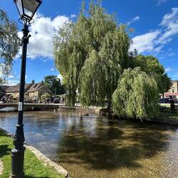Weeping willow
