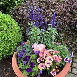 Beautiful flowers