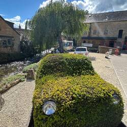Box hedge mini
