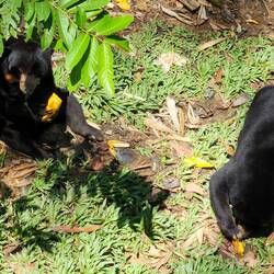 Sun bears