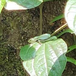 Tiny tiny viper on a leaf