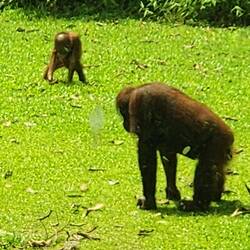 Sun bears