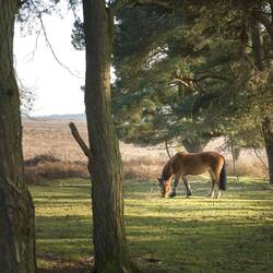 Lone New Forest pony