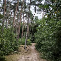 Küstenwald