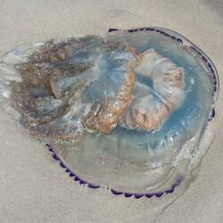 Very big jellyfish