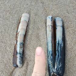 Very long shells