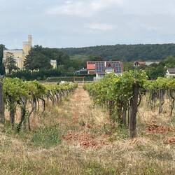 Grapes are looking good