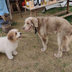 Roxy making friends with the Mead lady's dog