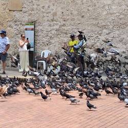 Der Taubenbeschwörer von Cartagena