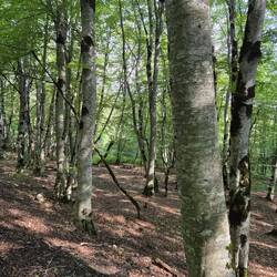 Ersatz: Den Wald nochmal einwirken lassen , gestern nicht fotografiert.