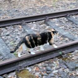 Das gibt's doch gar nicht. 🐈