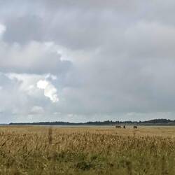 Lots of horses. Looking at a fjord