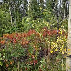 Der Indian Summer beginnt langsam