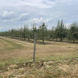Lots of fruit trees
