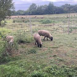 Our noisy neighbors