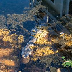 Unser "Haus-Croc" am Lake Kununurra