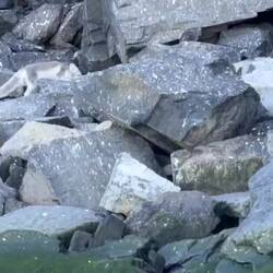 der Polarfuchs auf der Suche nach abgestürzten Jungvögeln