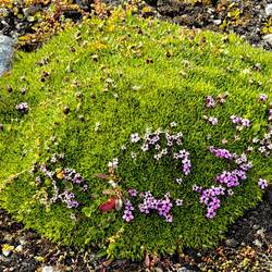 bunte Vegetation im hohen Norden