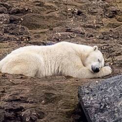 der einzige Eisbär in Spitzbergen