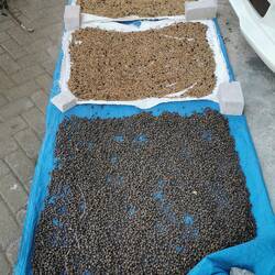 Eigenernte der Sorte Arabica