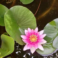Seerose Zuhause