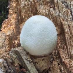 Ein lustiger Pilz?