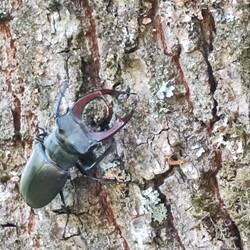 Entdeckung am Eingang zum Wald