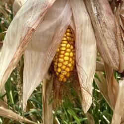 Weather damaged crops