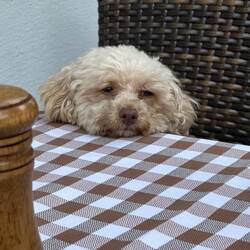 Hungriger Pudel