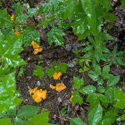 Tasty looking mushrooms