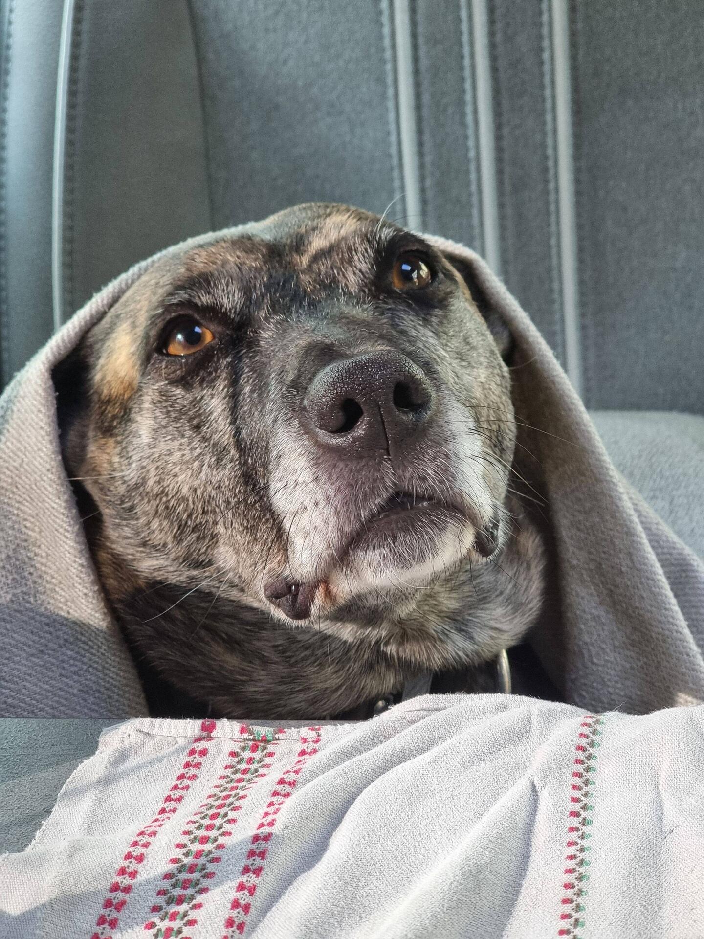 Mamchmal haben wir auch einfach einen grummligen alten Bär dabei