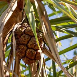 Frucht des Schraubenbaums