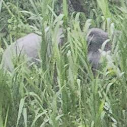 Pygmy elephants